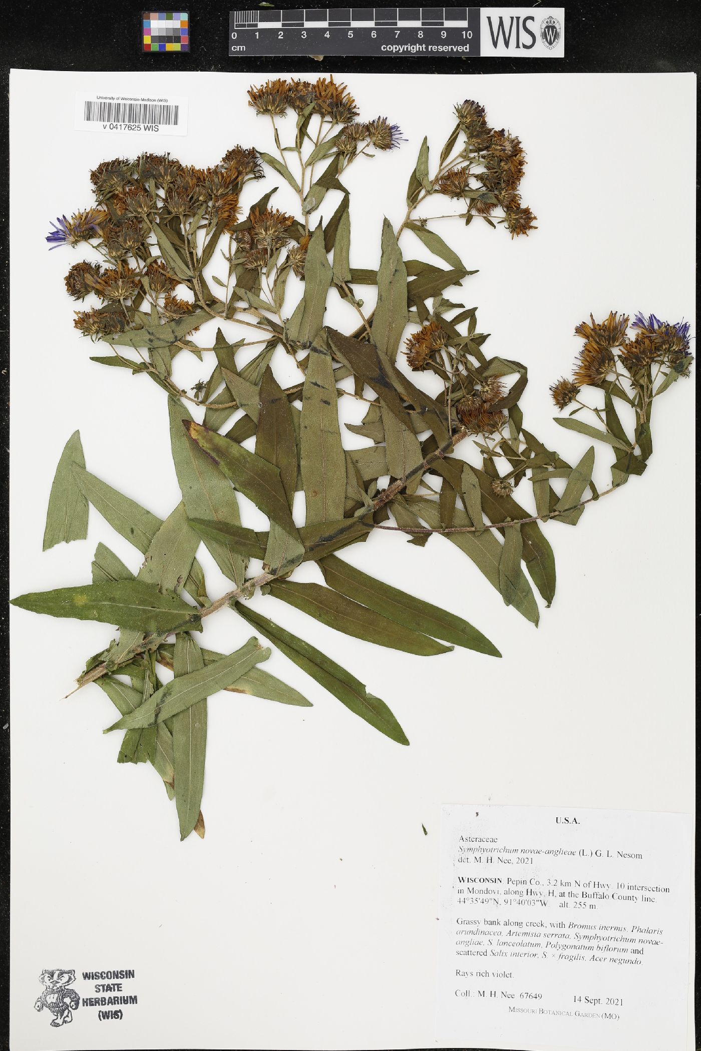 Symphyotrichum novae-angliae image