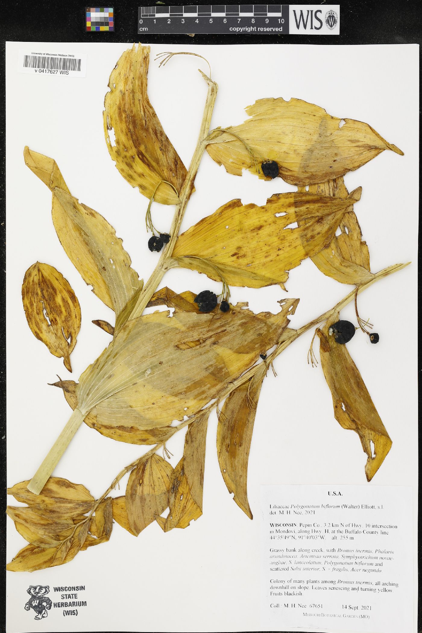 Polygonatum biflorum image