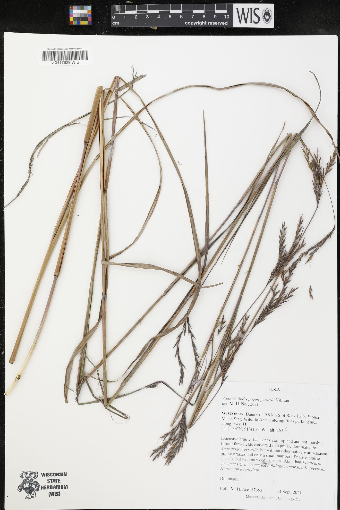 Andropogon gerardii image