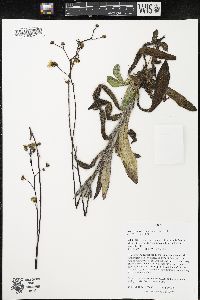 Hieracium longipilum image