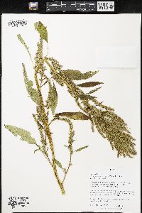 Amaranthus tuberculatus image