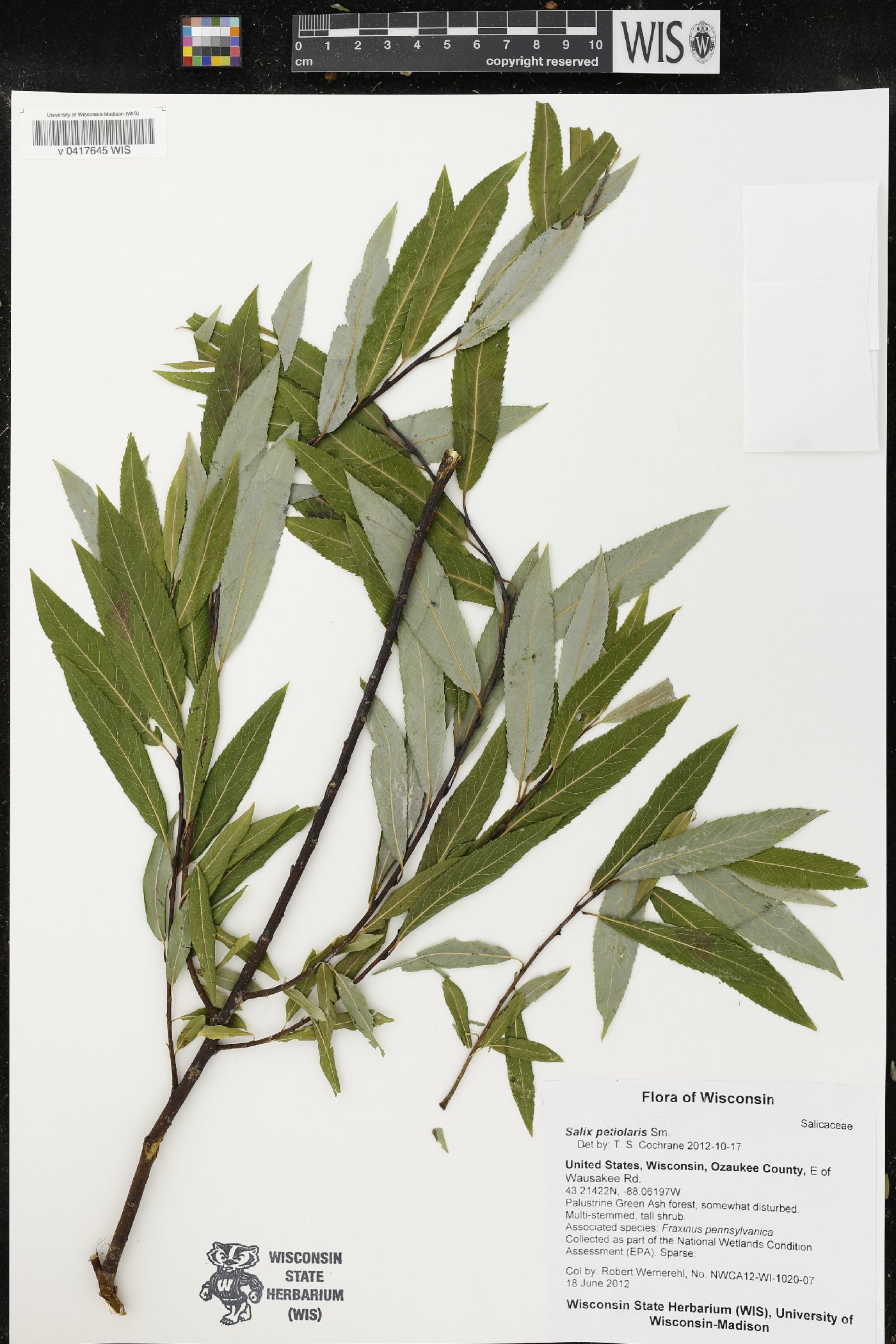 Salix petiolaris image