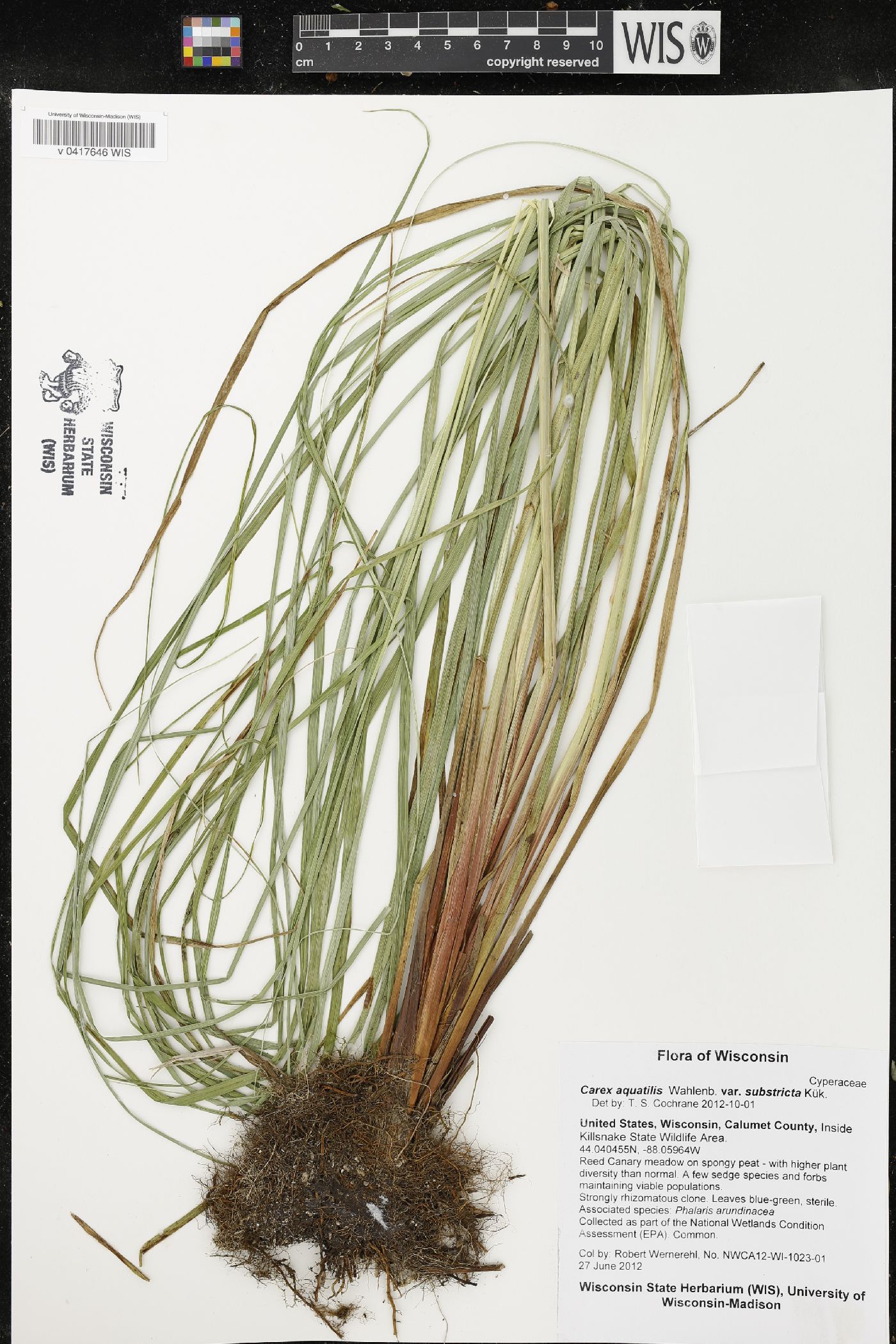 Carex aquatilis image