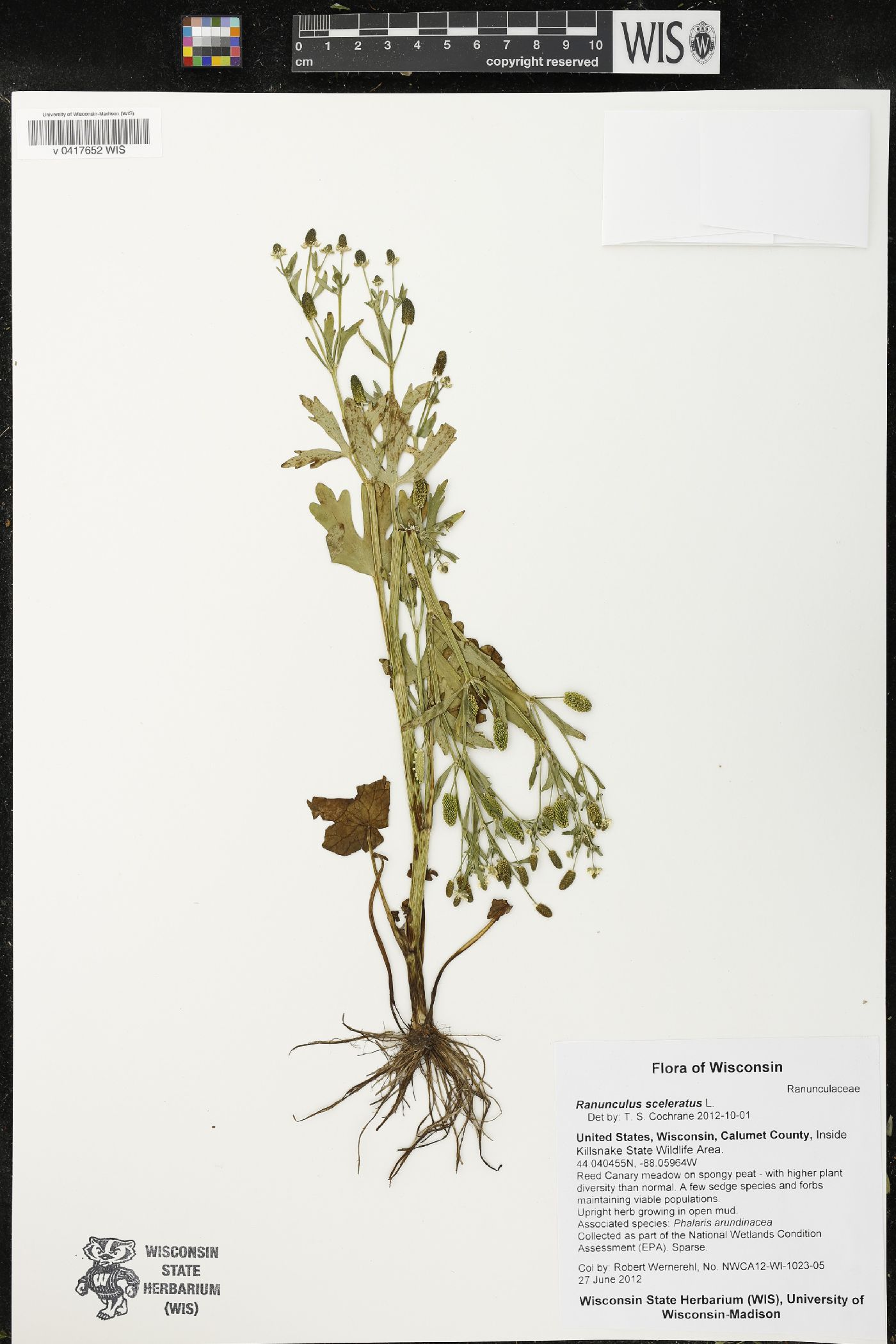 Ranunculus sceleratus image
