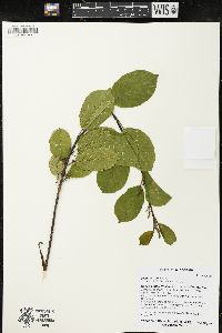 Frangula alnus image