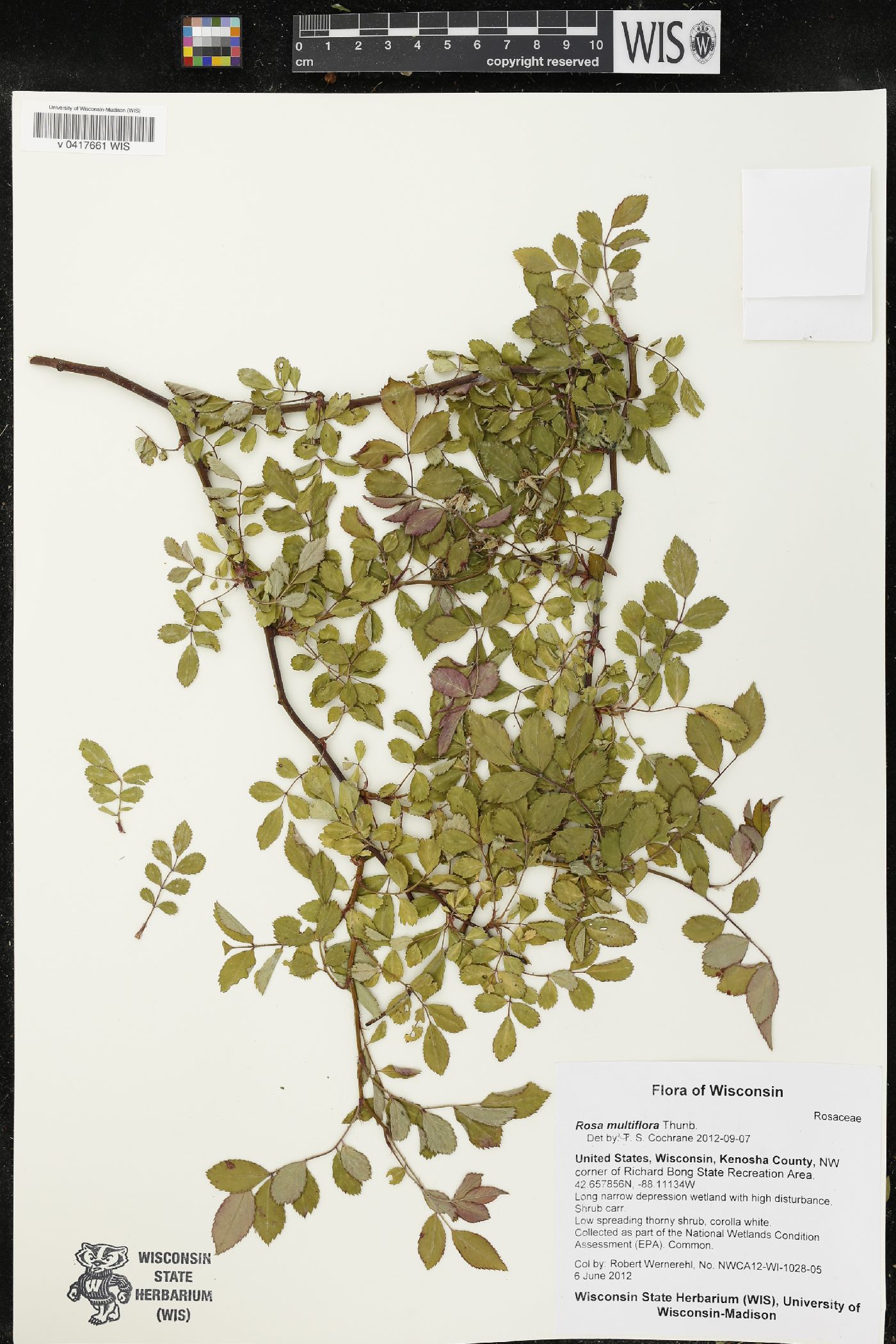 Rosa multiflora image