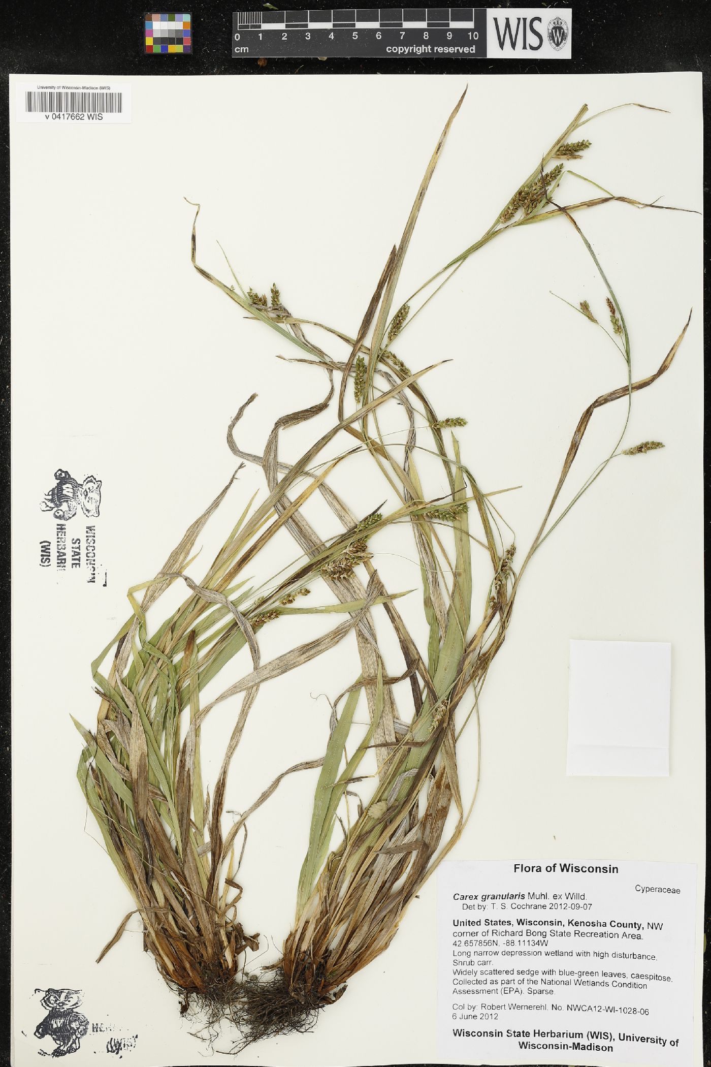 Carex granularis image