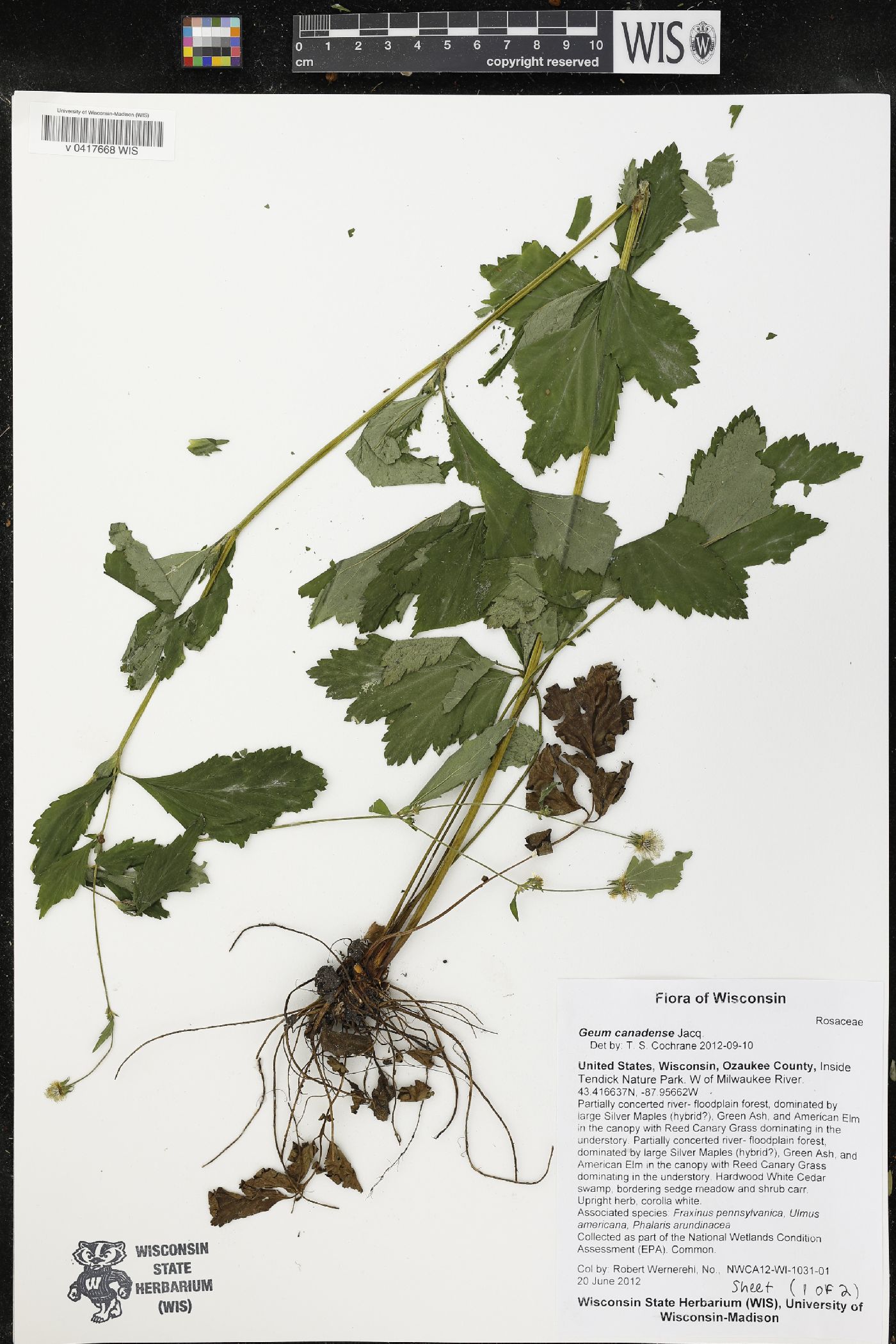 Geum canadense image