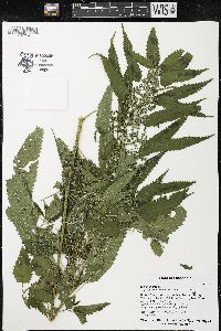 Urtica dioica image