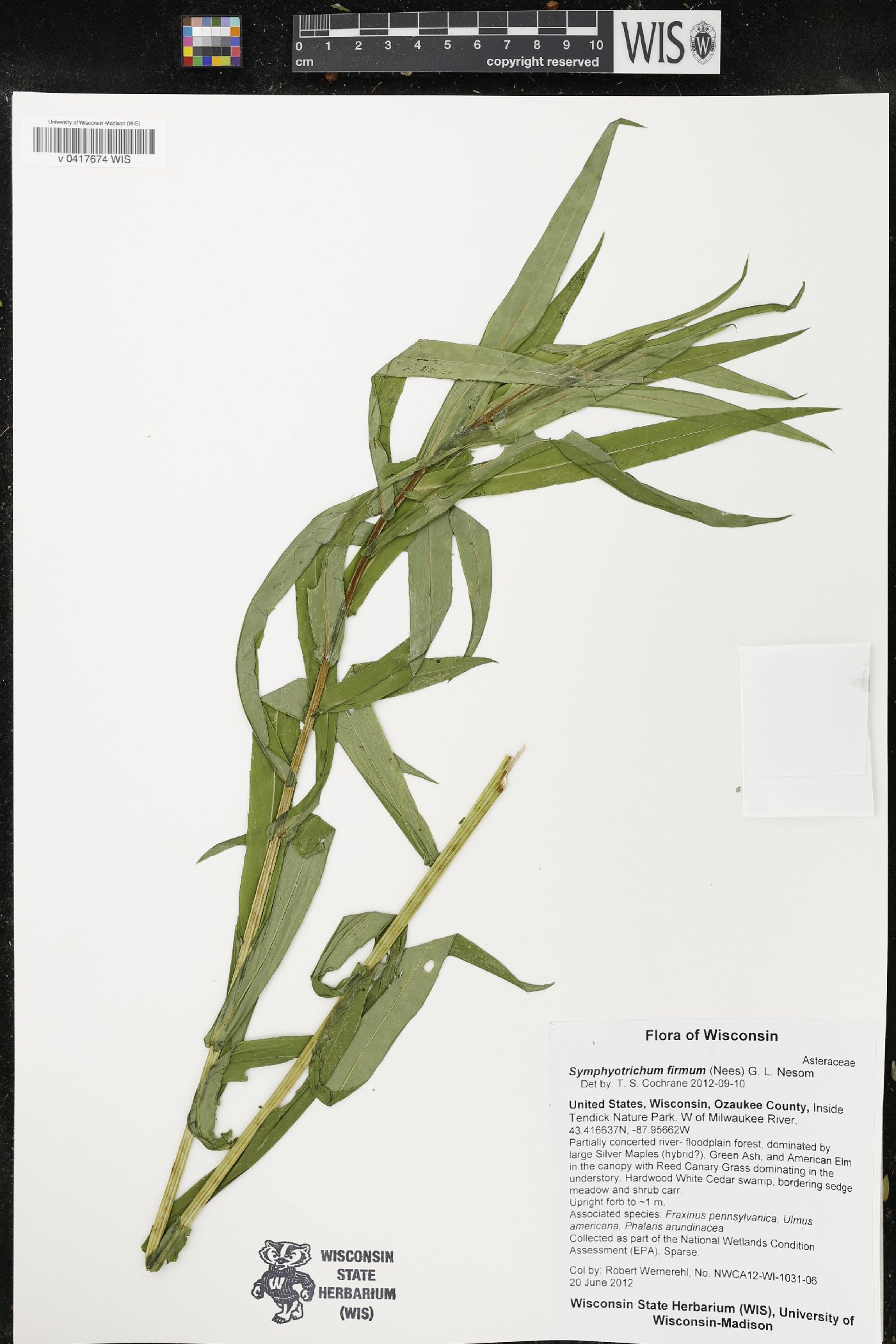 Symphyotrichum firmum image