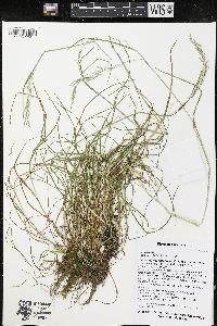 Poa trivialis image