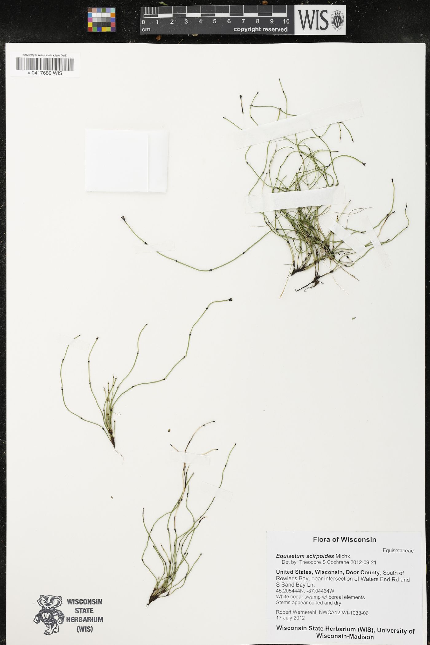 Equisetum scirpoides image