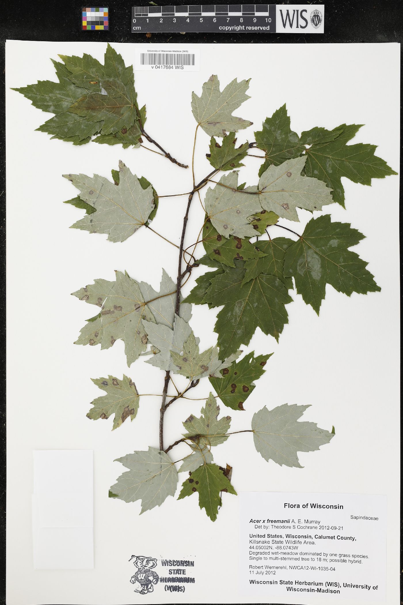 Acer x freemanii image
