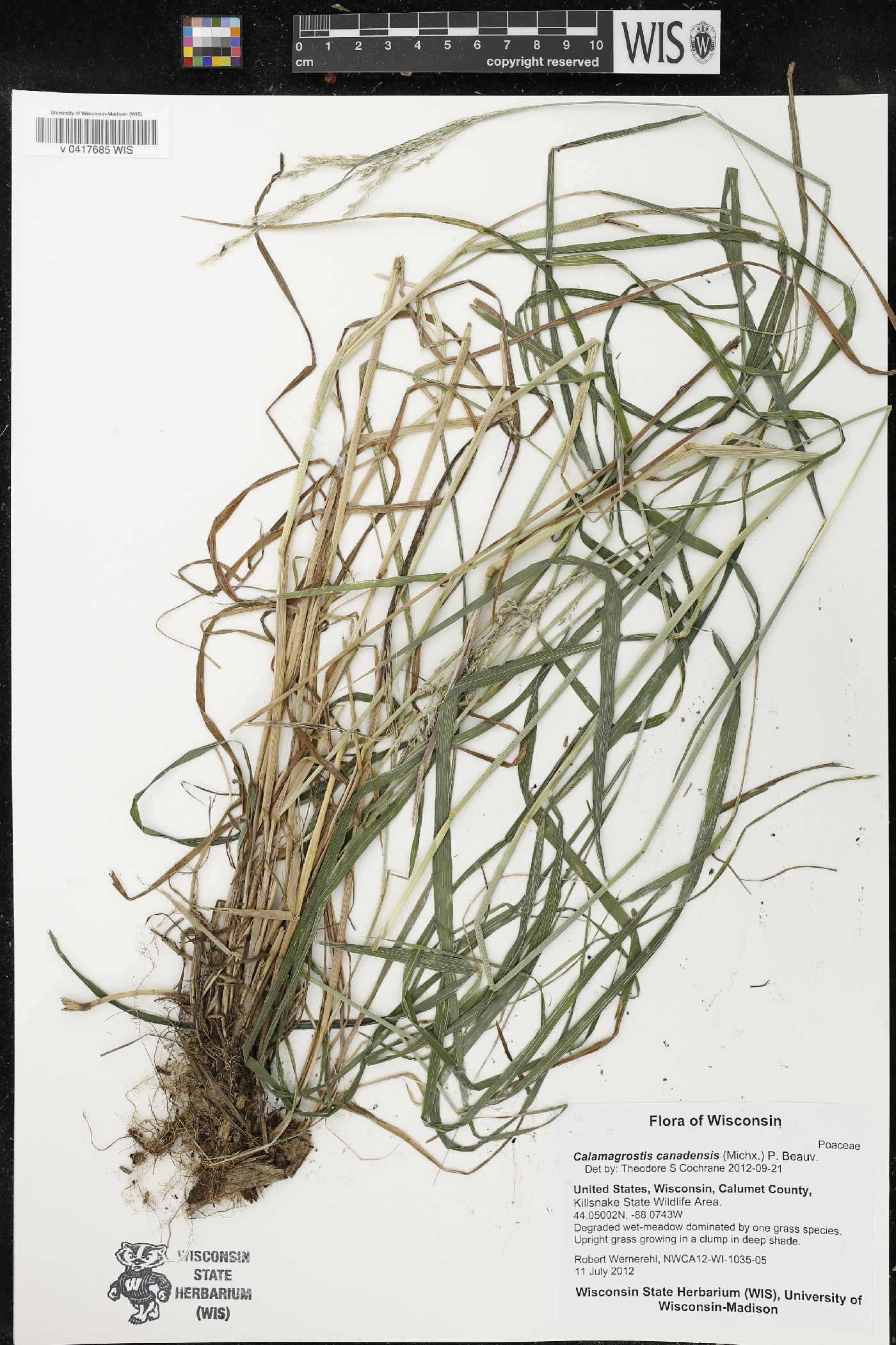 Calamagrostis canadensis image