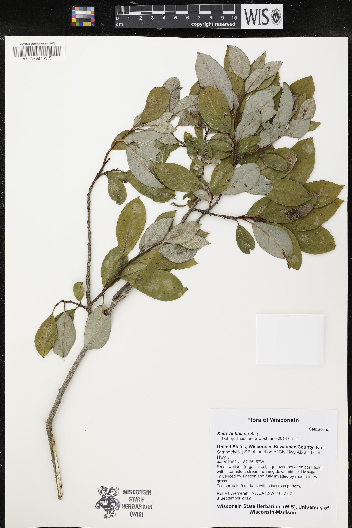 Salix bebbiana image
