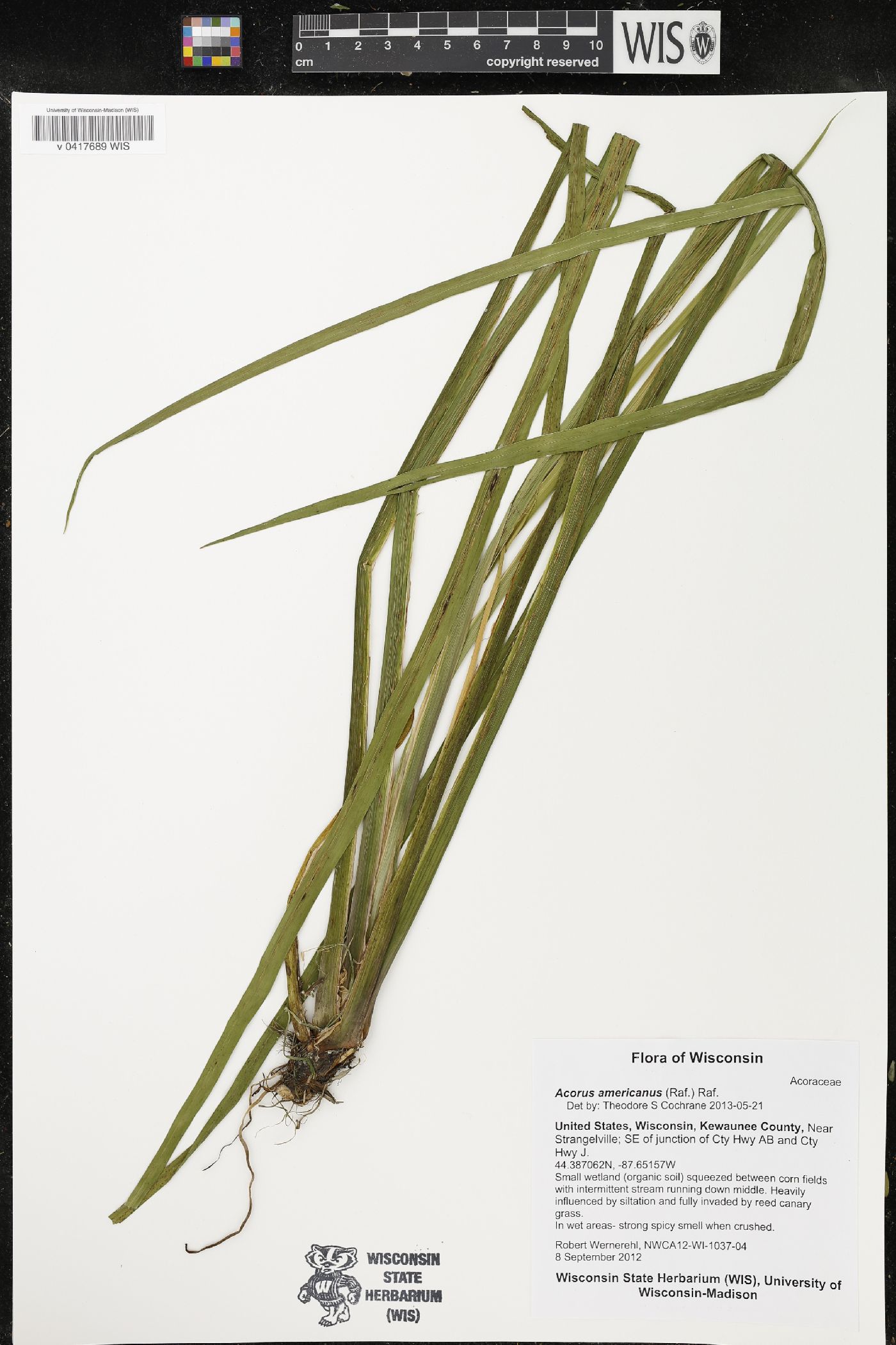 Acorus americanus image