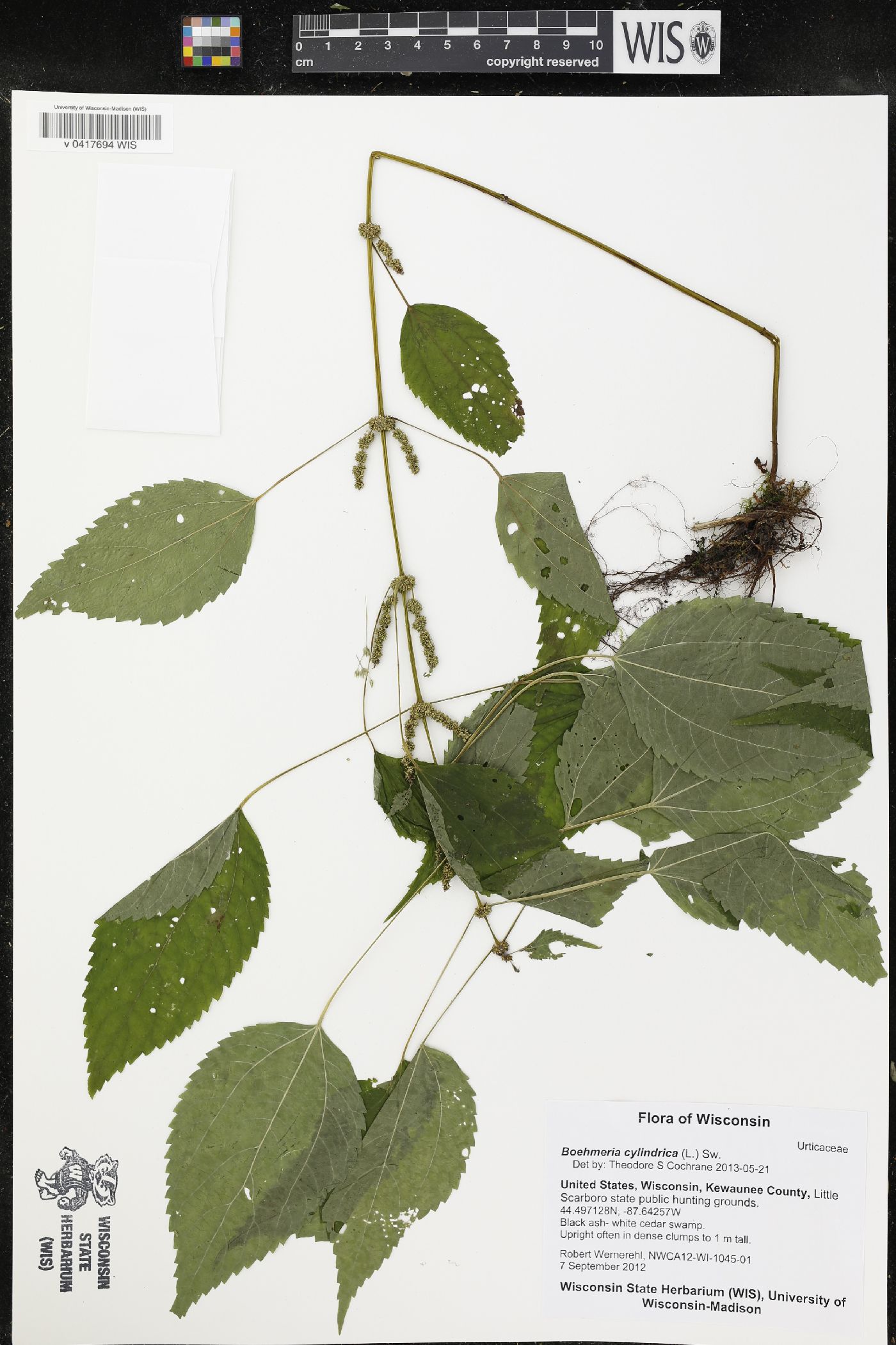 Boehmeria cylindrica image