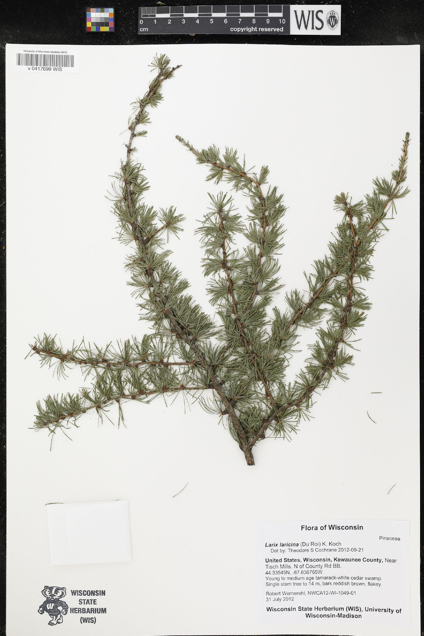 Larix laricina image