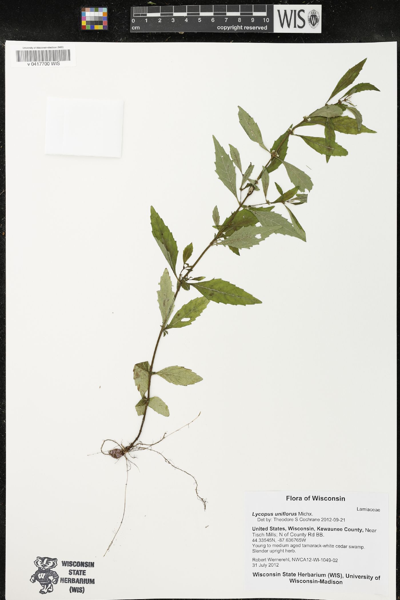 Lycopus uniflorus image