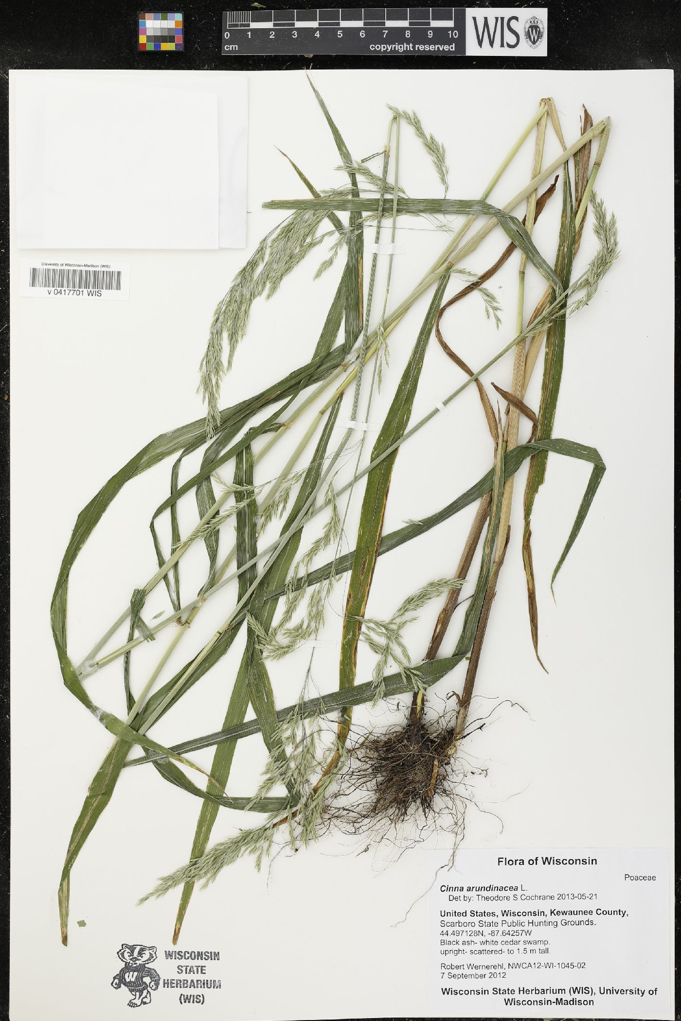 Cinna arundinacea image