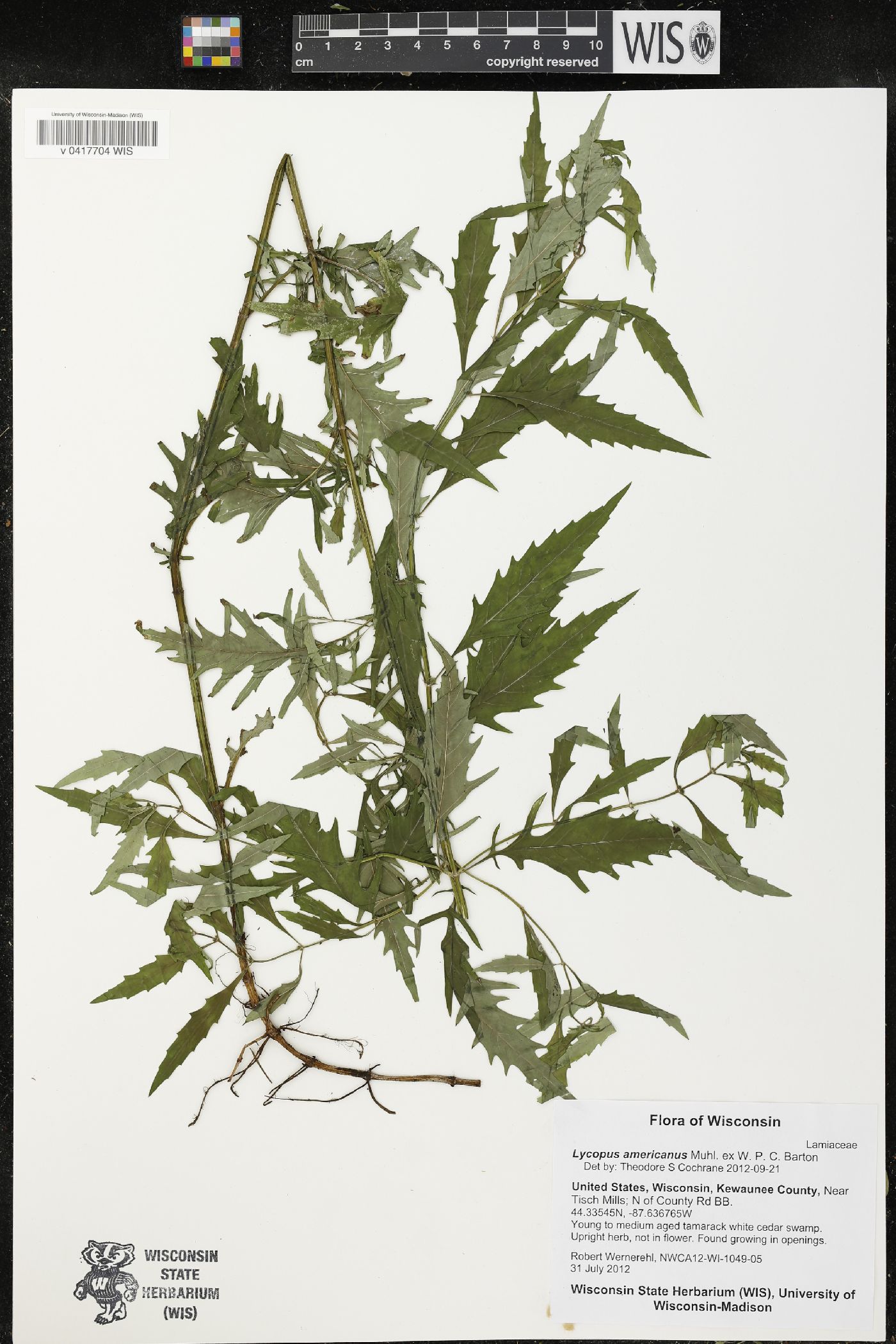 Lycopus americanus image
