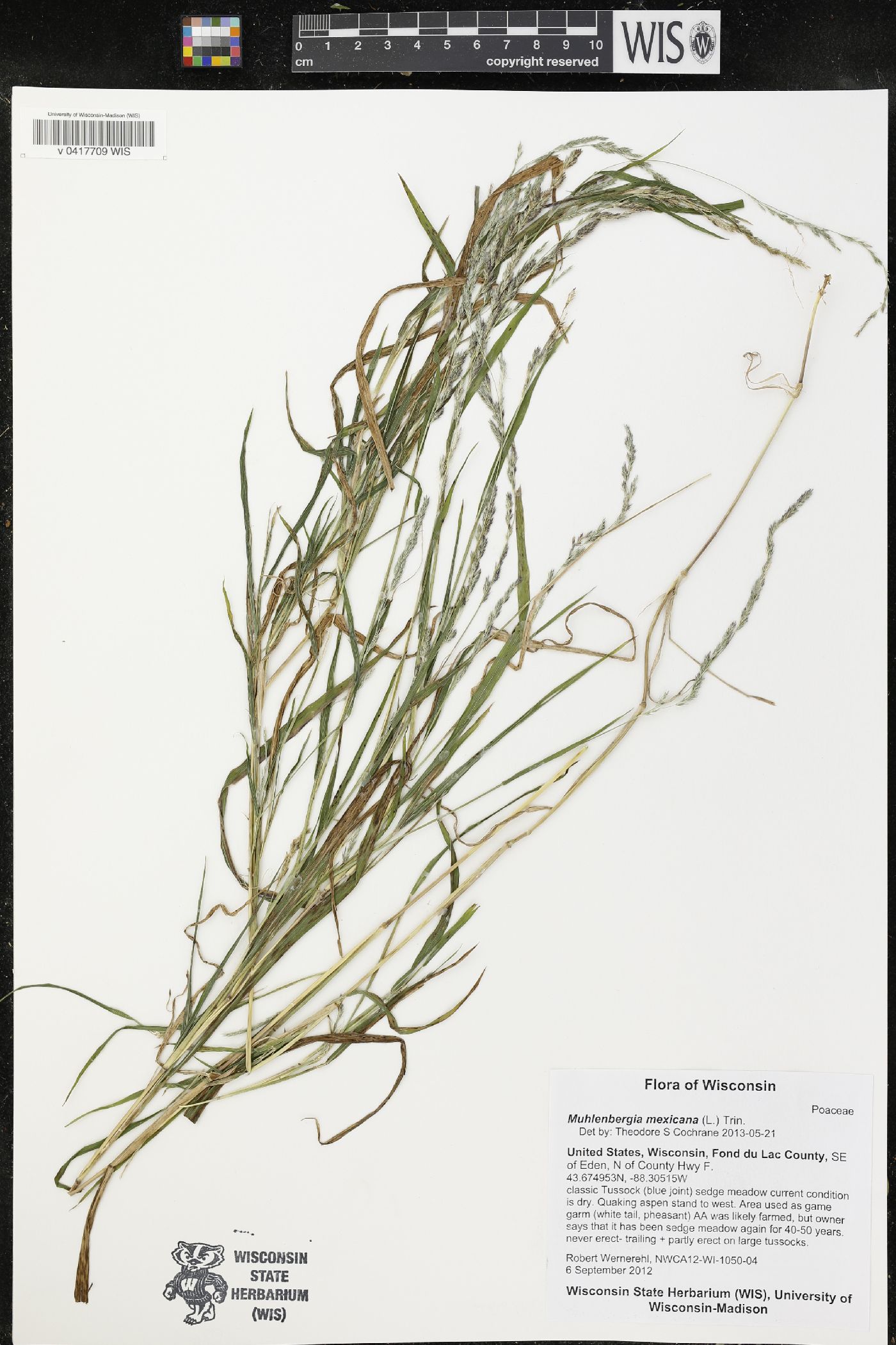 Muhlenbergia mexicana image
