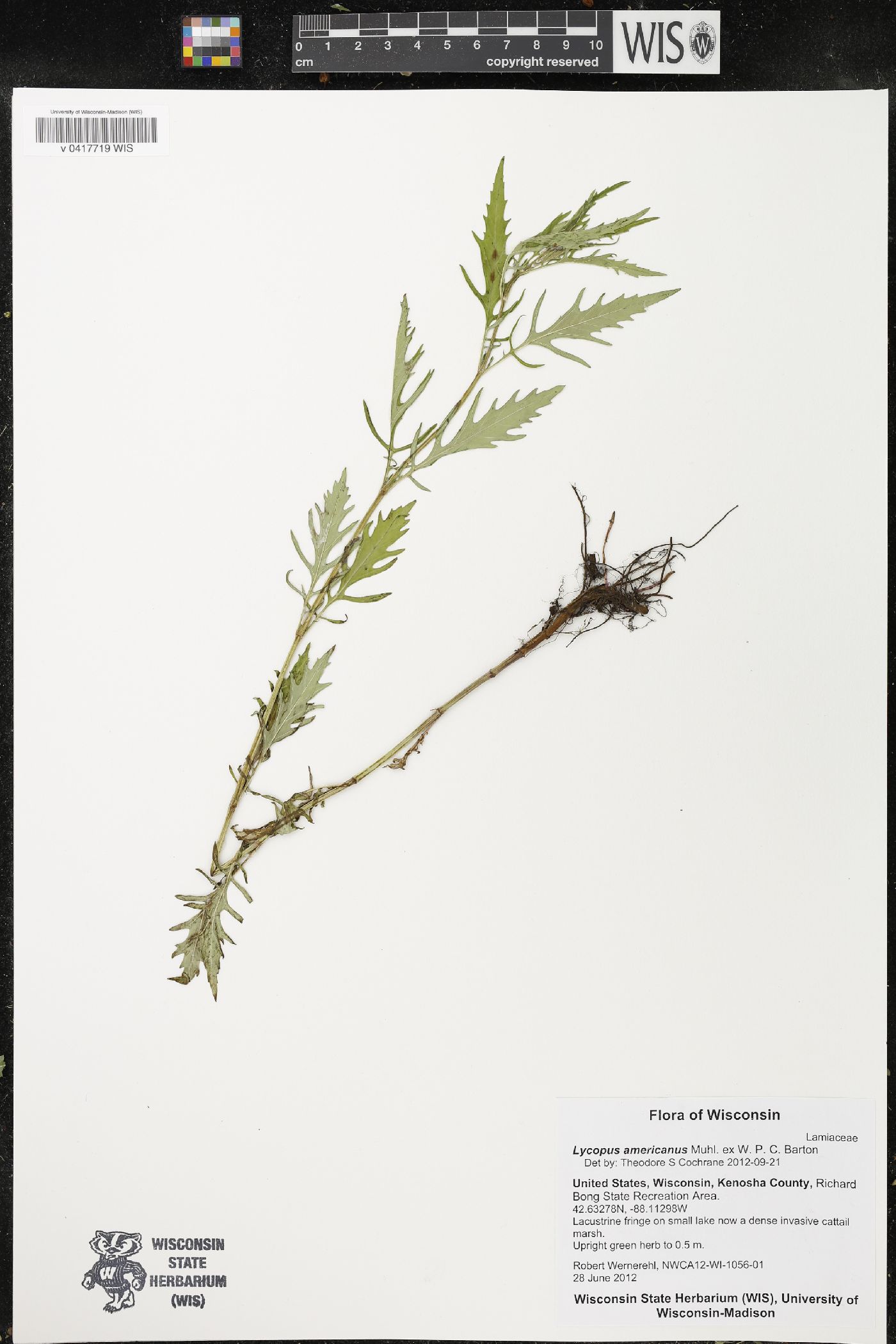 Lycopus americanus image