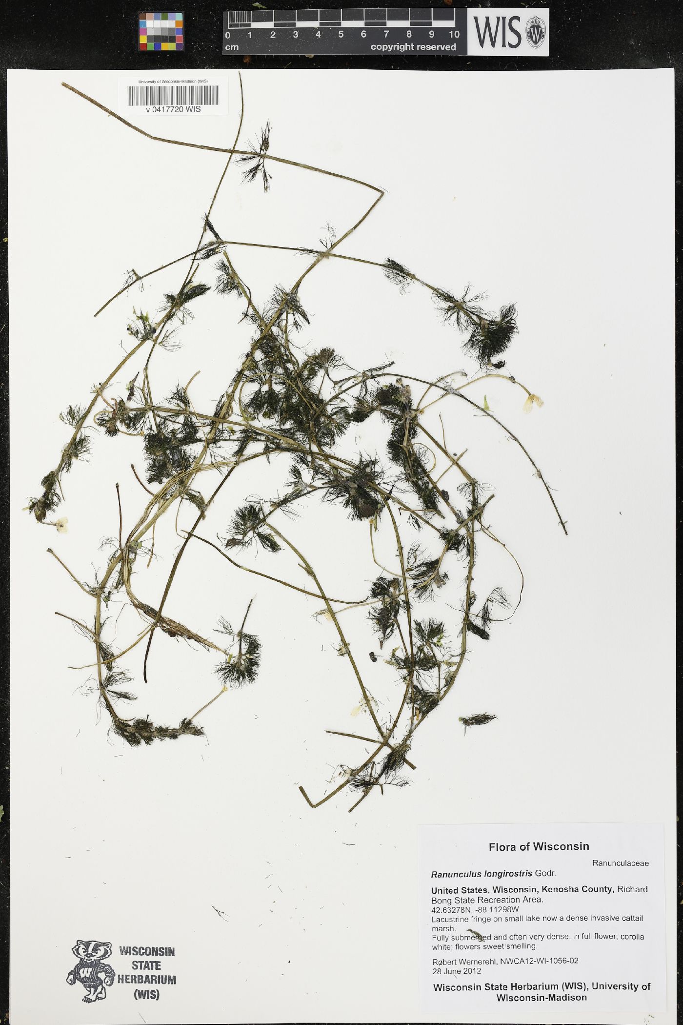 Ranunculus aquatilis var. diffusus image