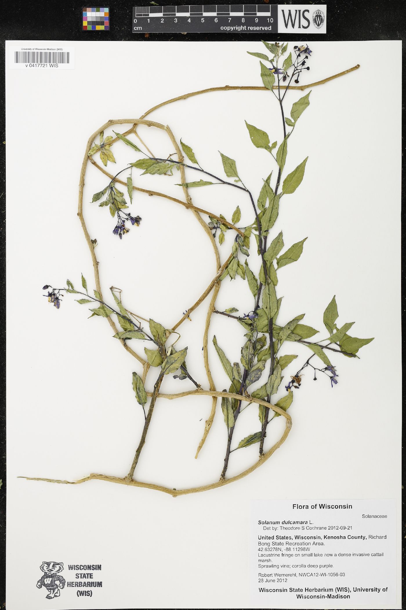 Solanum dulcamara image