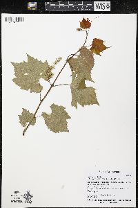 Vitis riparia image