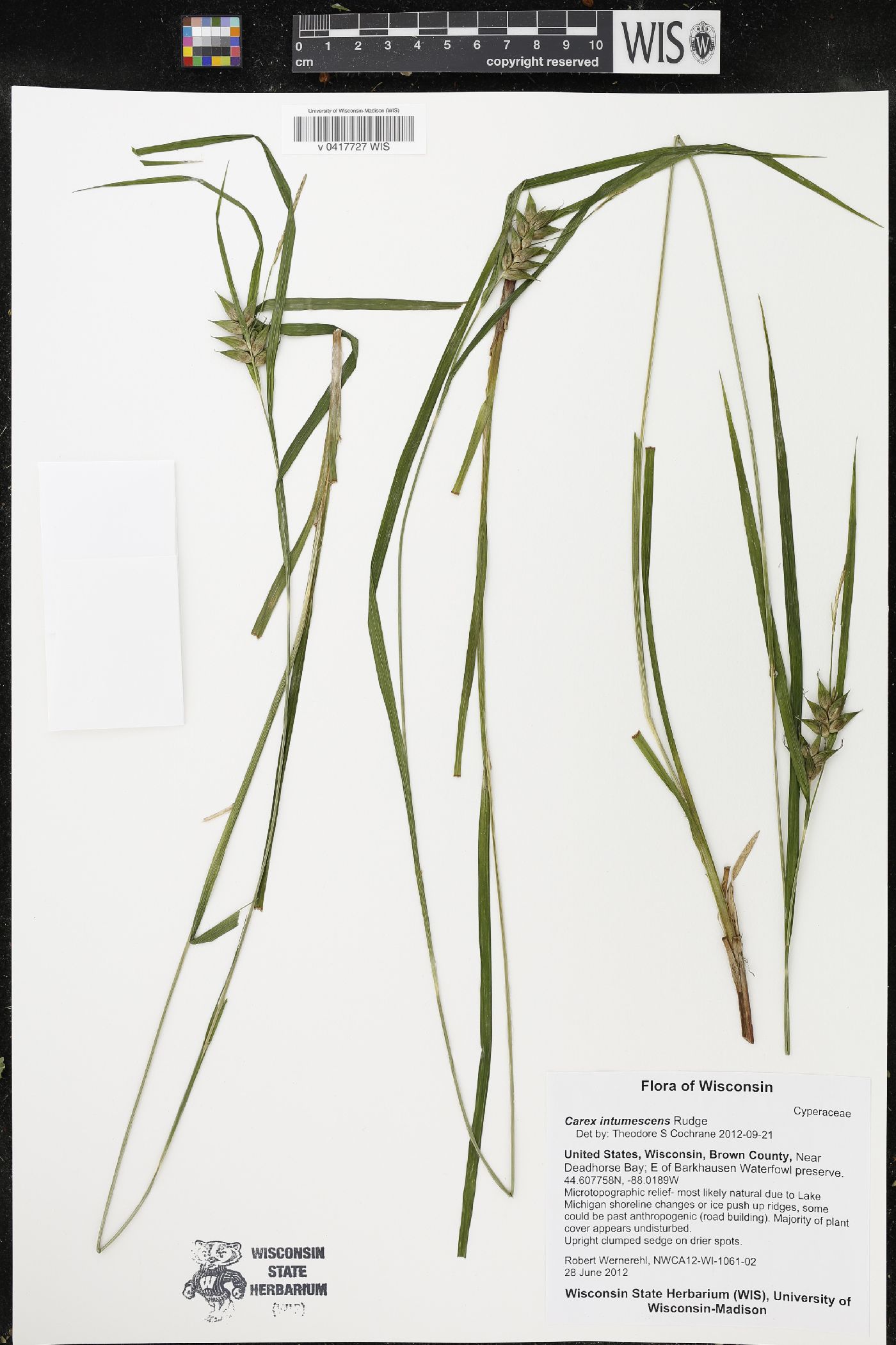 Carex intumescens image