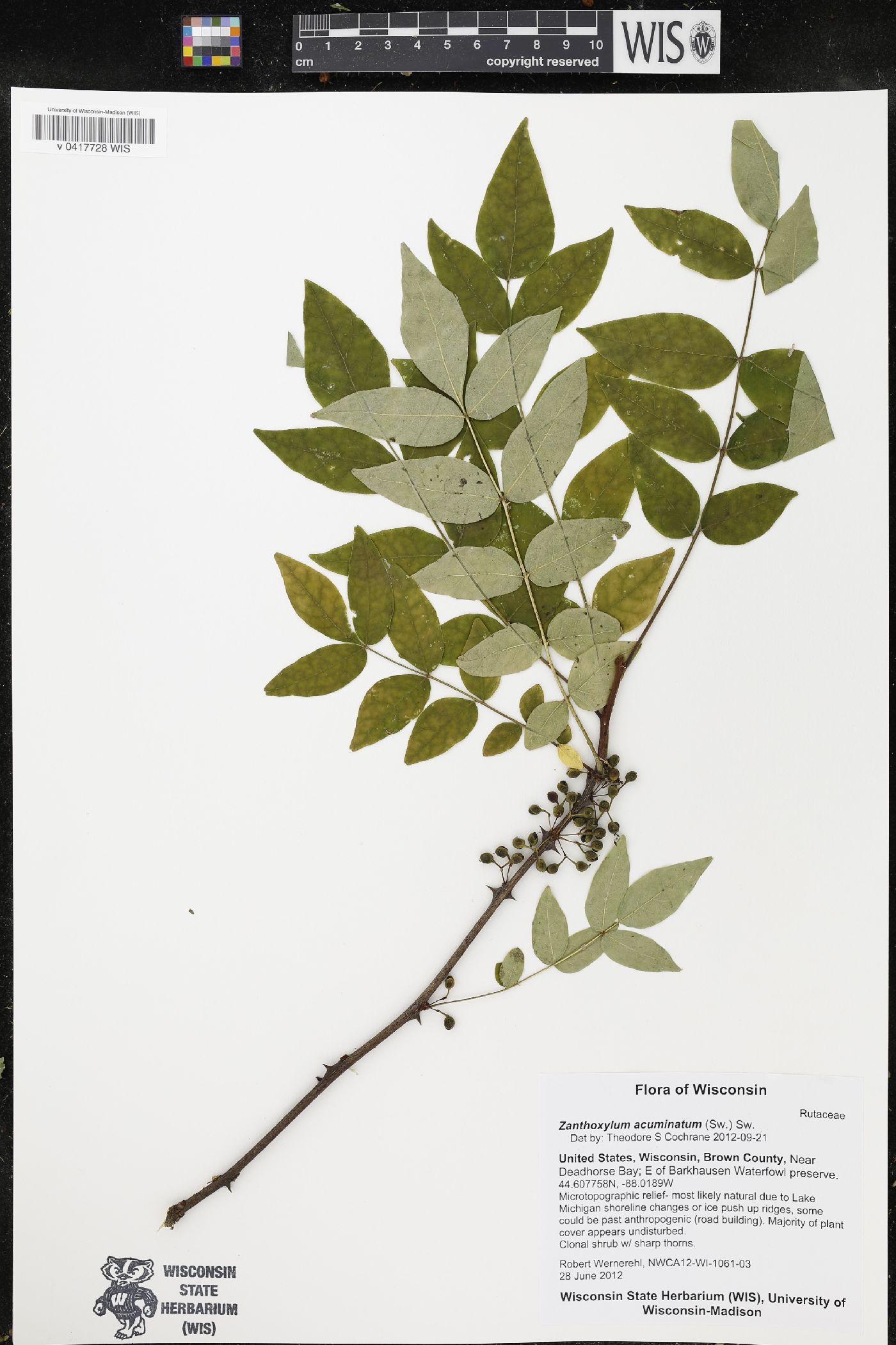 Zanthoxylum acuminatum image