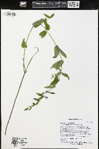 Scutellaria galericulata image