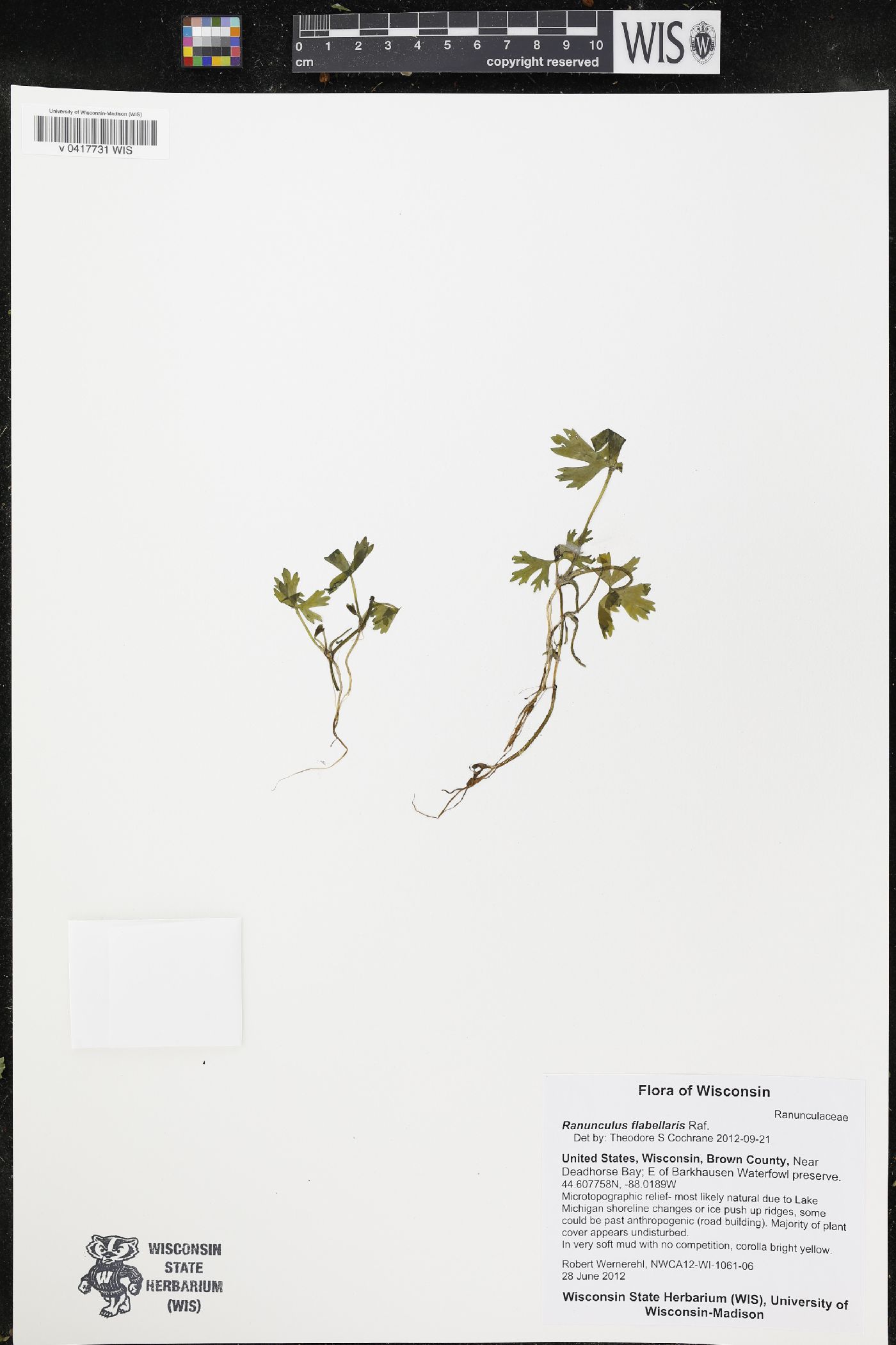 Ranunculus flabellaris image