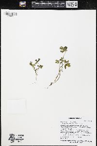 Ranunculus flabellaris image