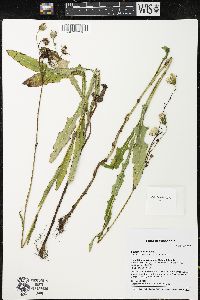 Sonchus arvensis image