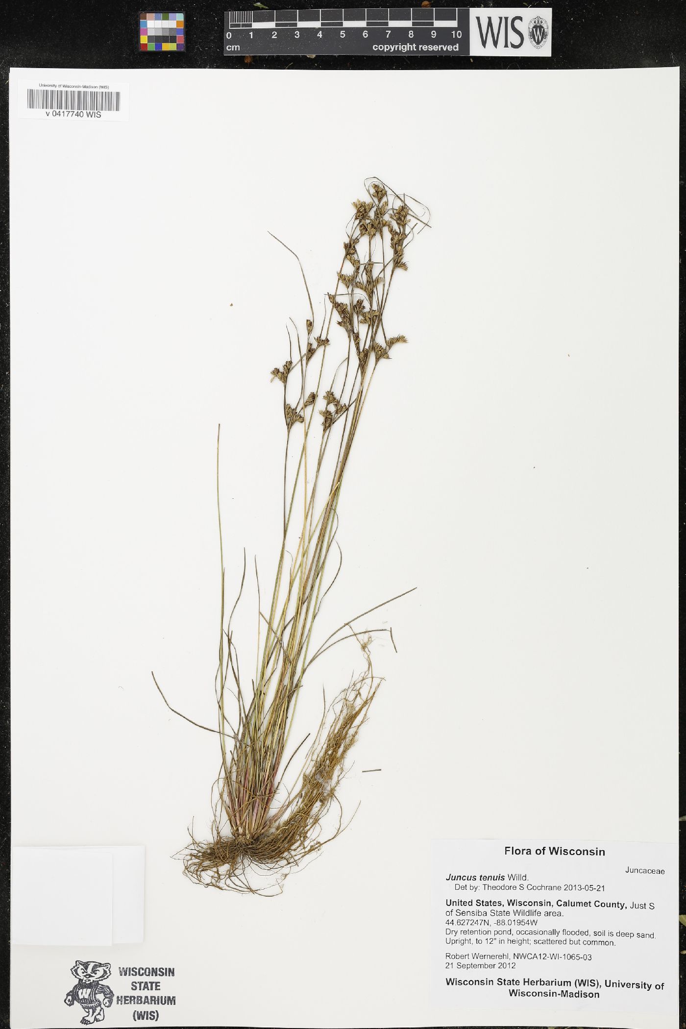 Juncus tenuis image