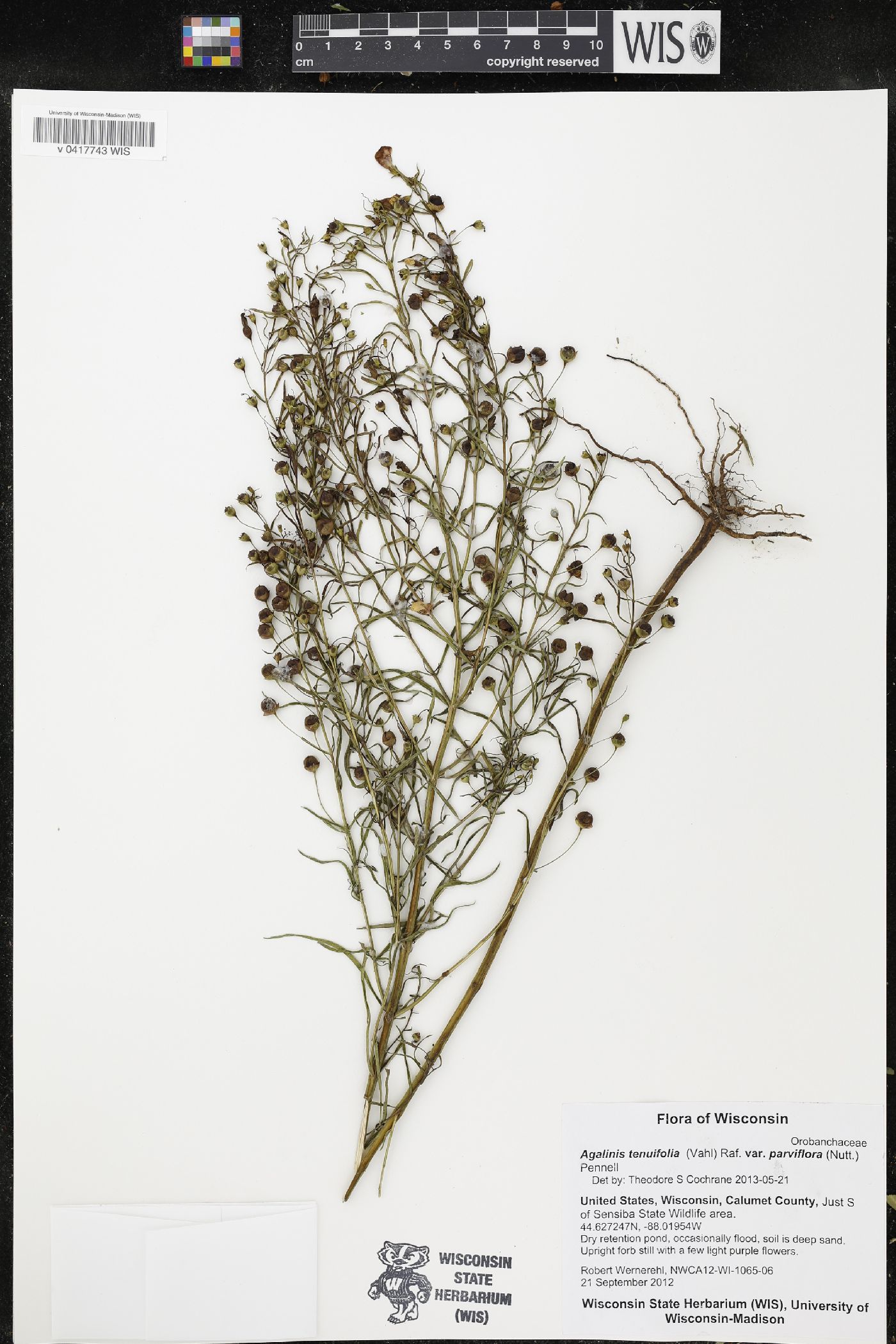 Agalinis tenuifolia image