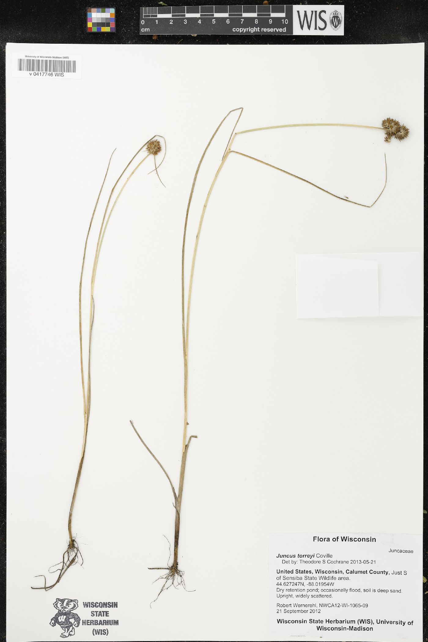 Juncus torreyi image