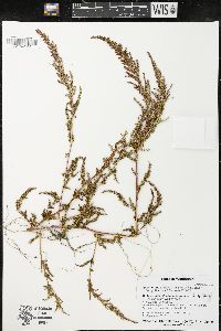 Amaranthus tuberculatus image