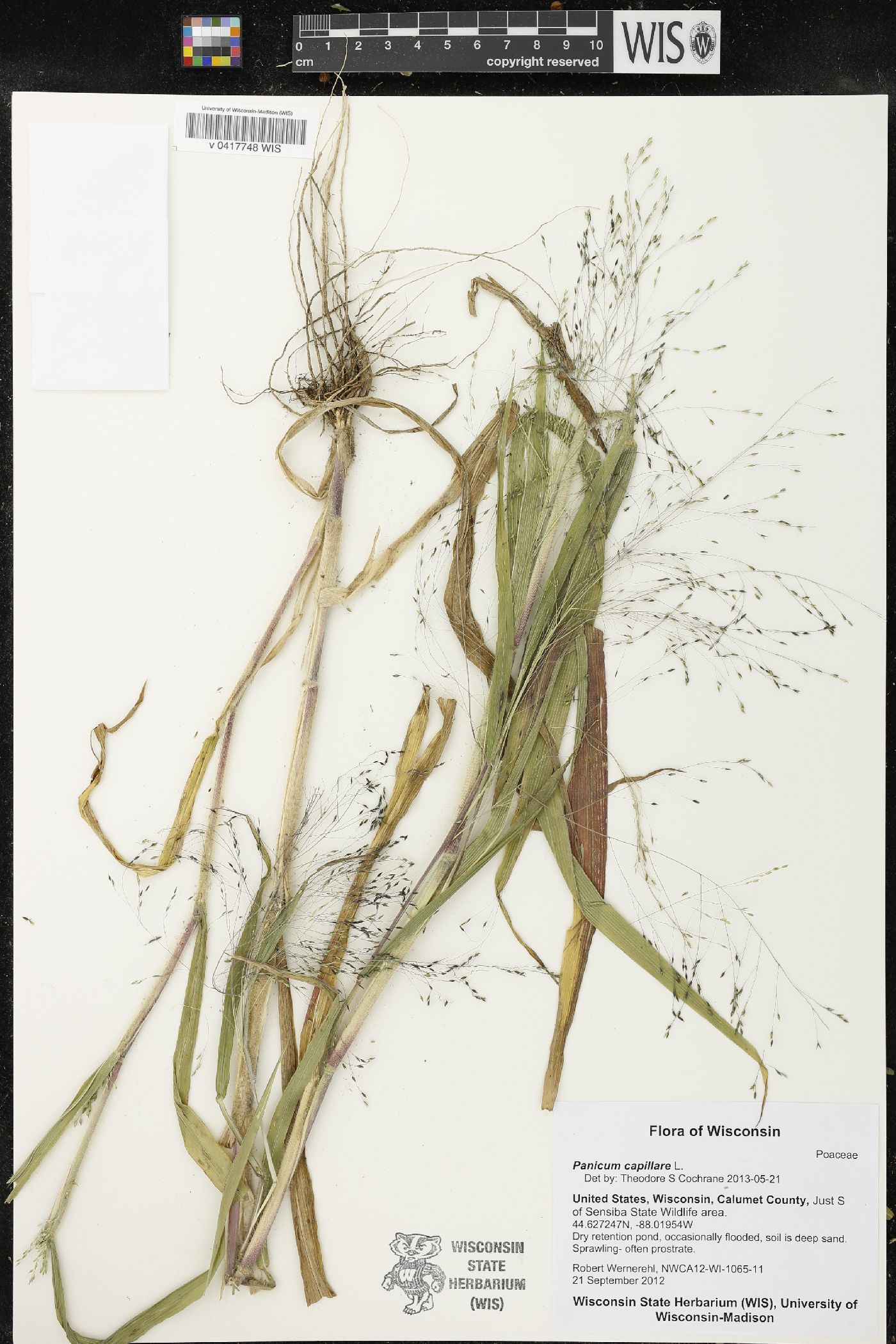 Panicum capillare image