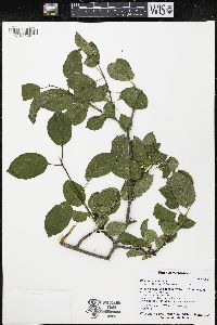 Rhamnus cathartica image