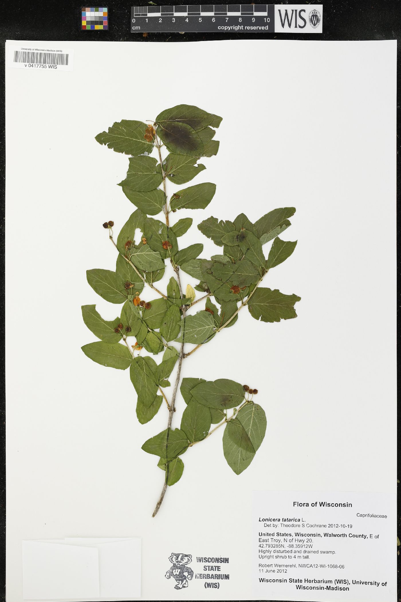 Lonicera tatarica image