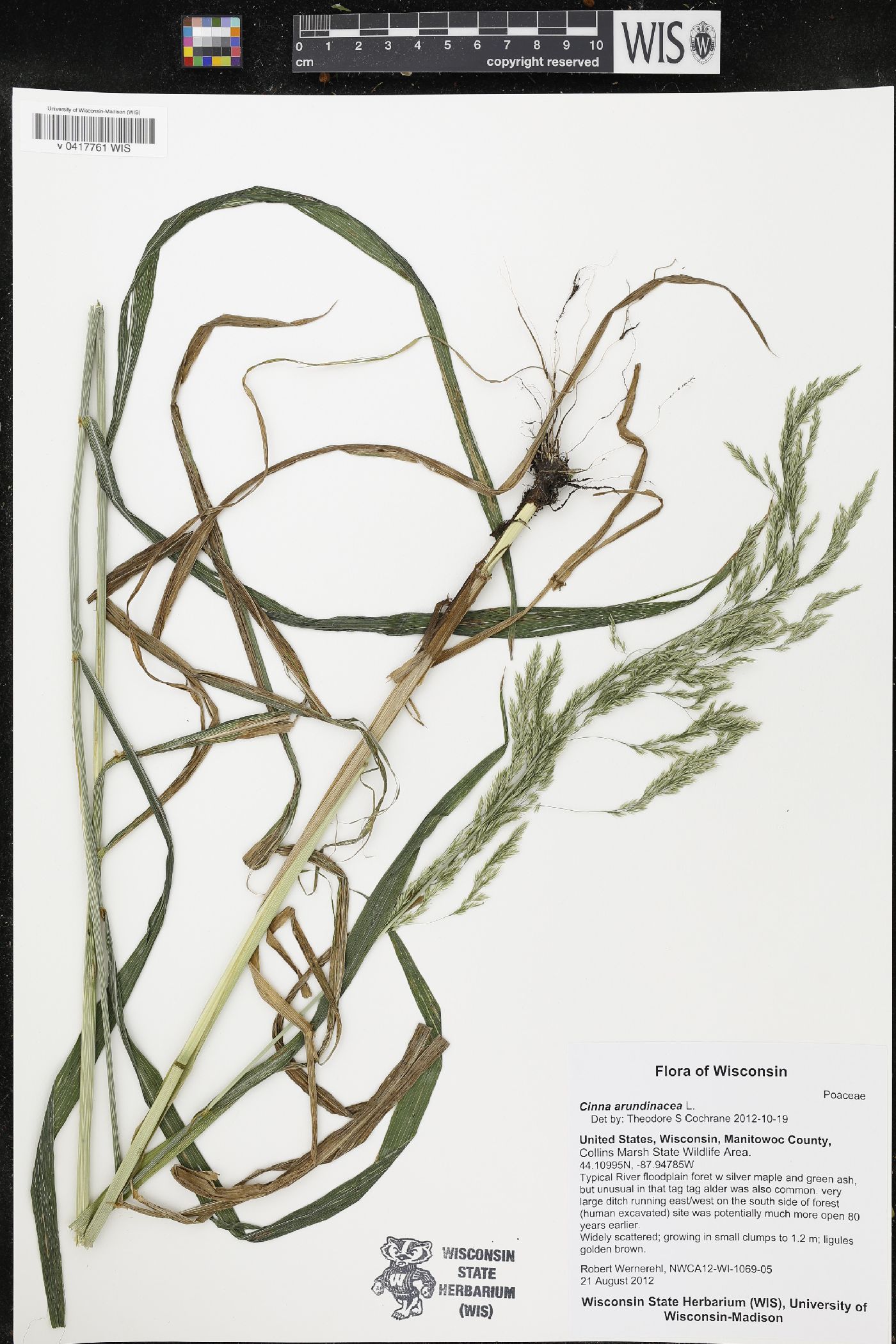 Cinna arundinacea image