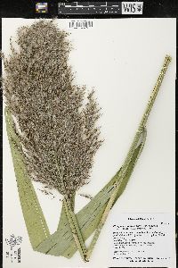 Phragmites australis image