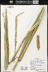 Phragmites australis image