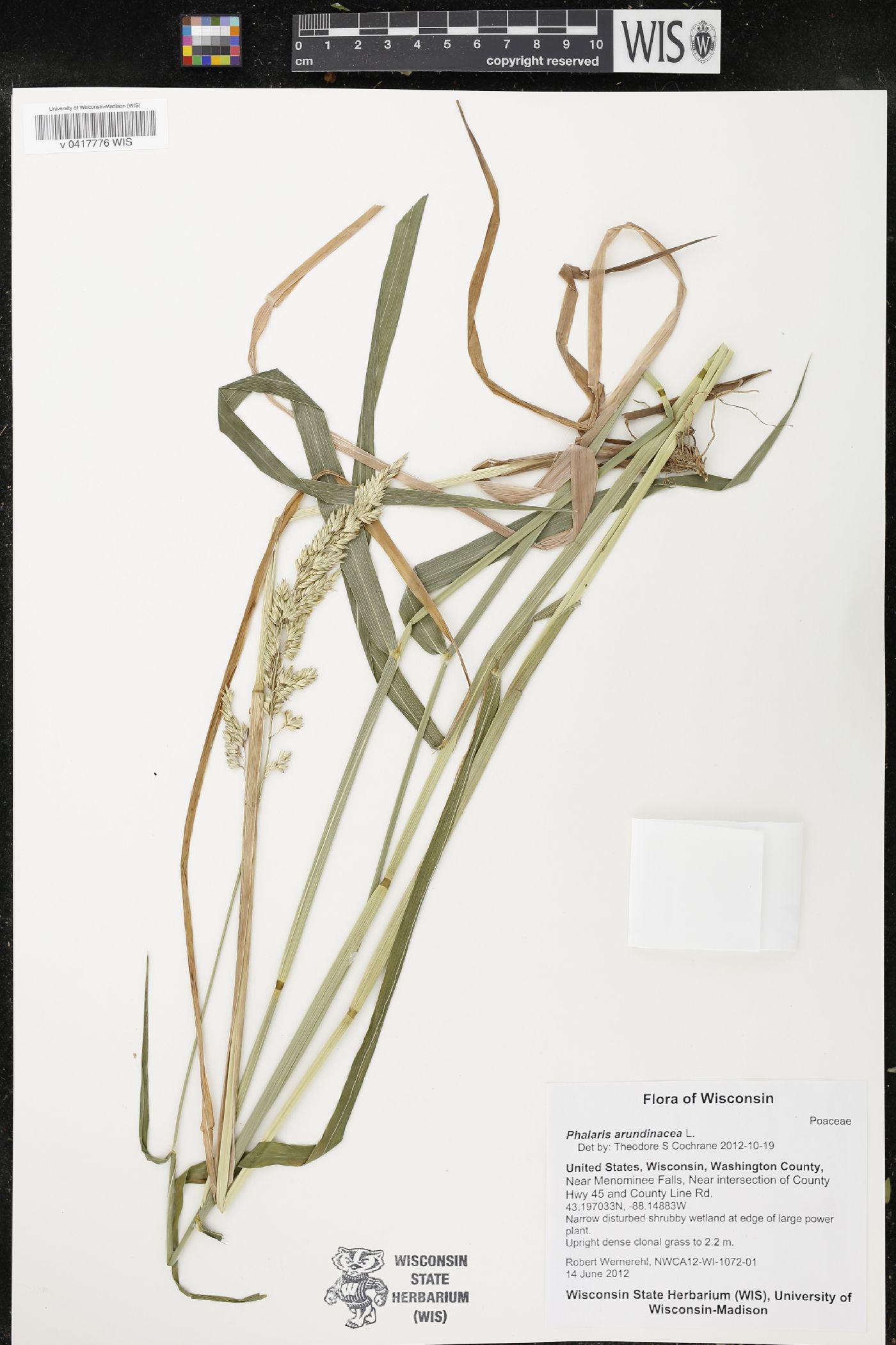 Phalaris arundinacea image