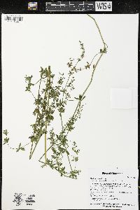 Galium sylvaticum image