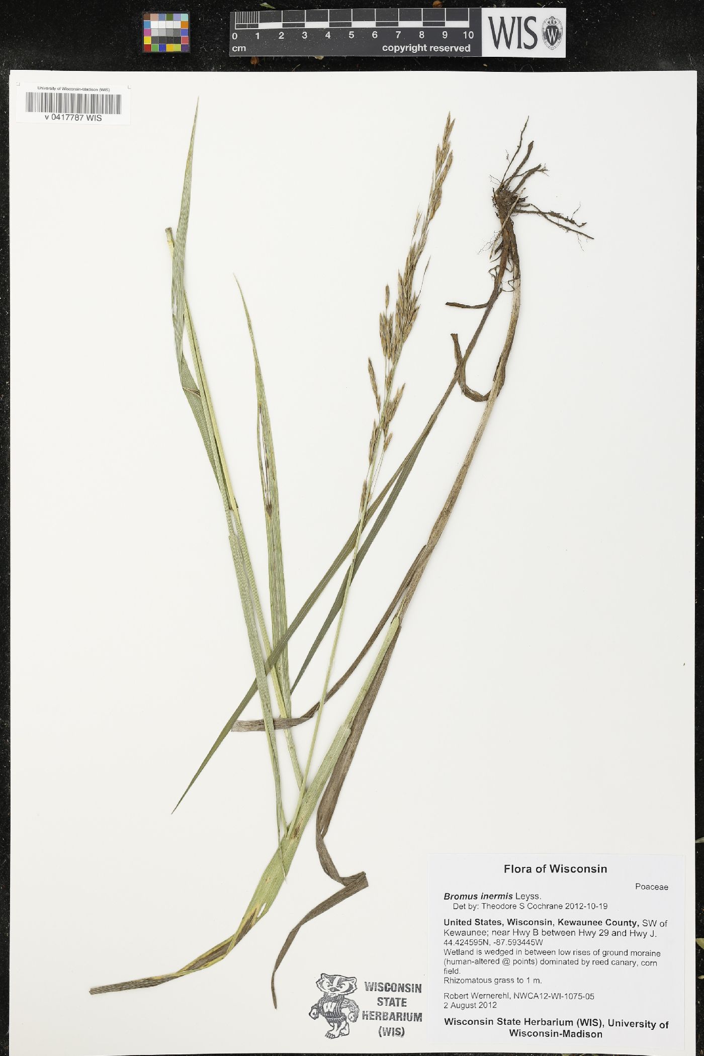 Bromus inermis image