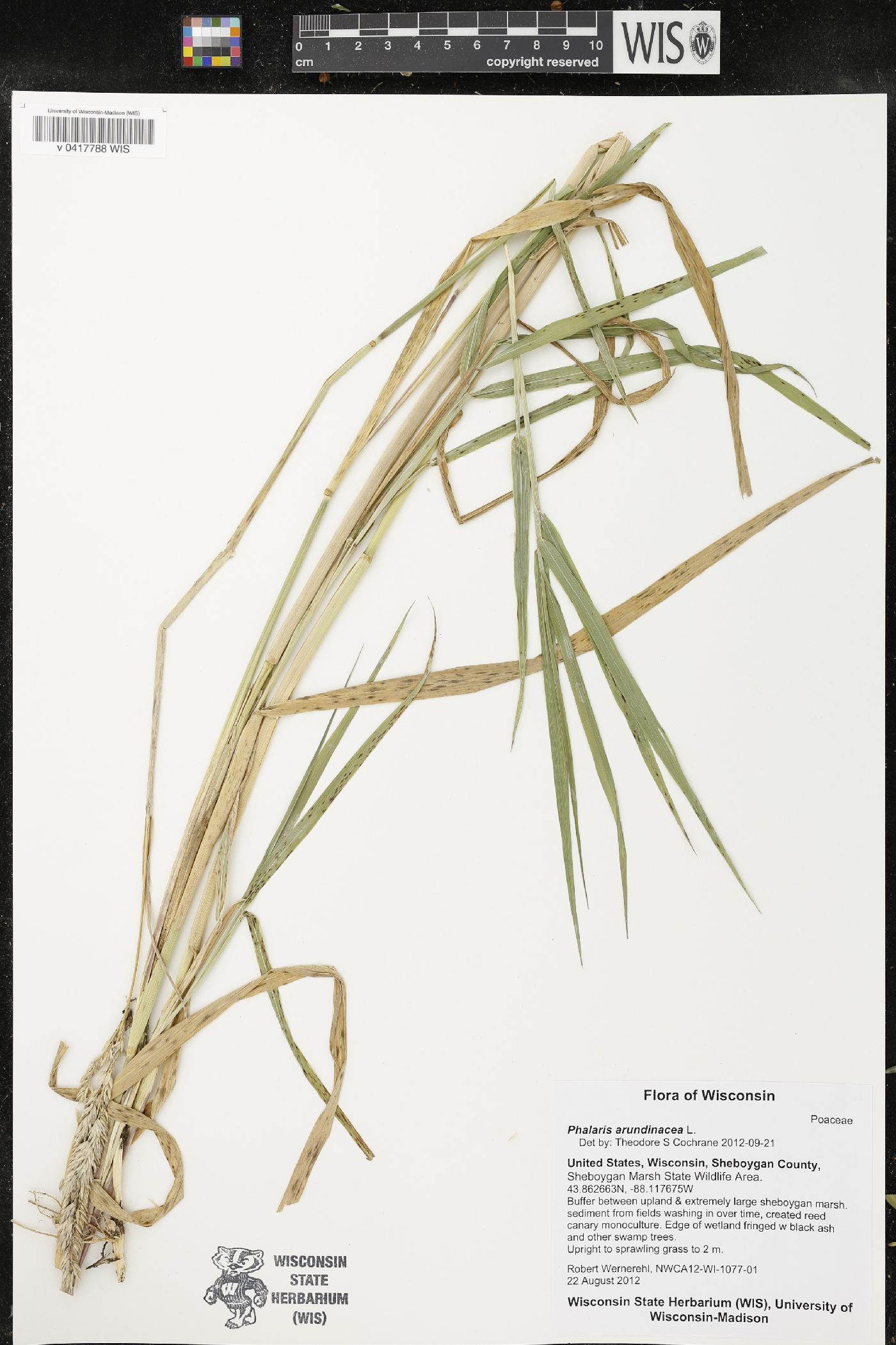 Phalaris arundinacea image